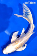 8.25" GINRIN HARIWAKE BUTTERFLY