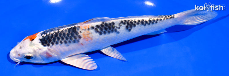 7.75" KUJAKU
