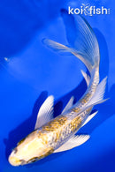 6" GINRIN KUJAKU BUTTERFLY