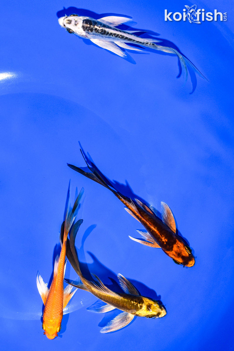 PACK OF (4) 3-4" BUTTERFLY KOI