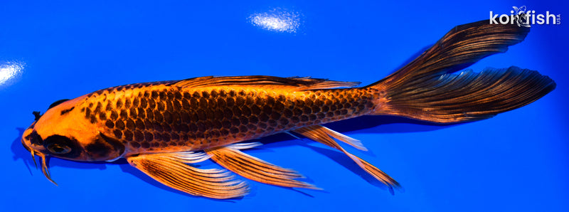 7.25" ORENJI MATSUBA BUTTERFLY