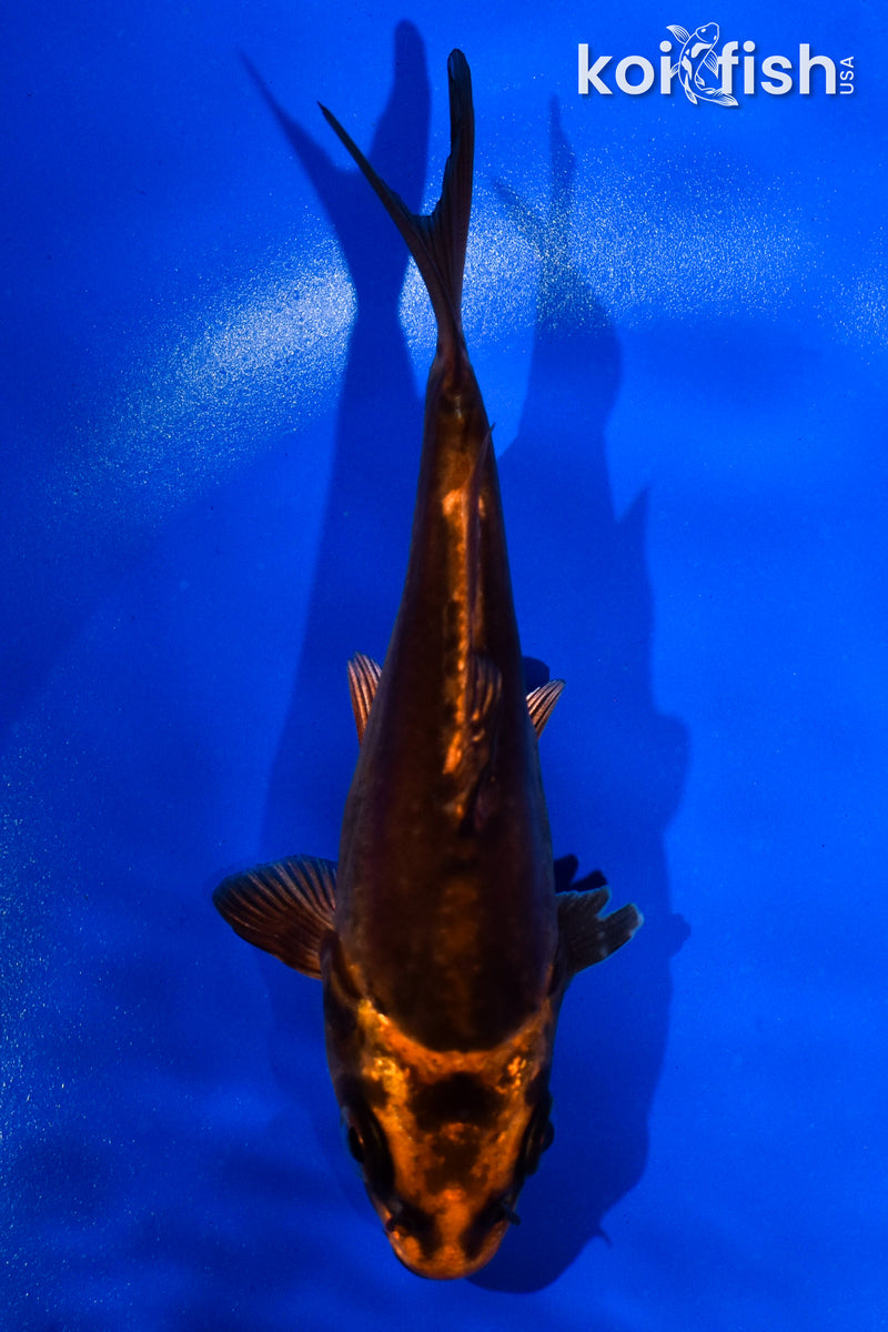 4.5" BENI KIKOKURYU