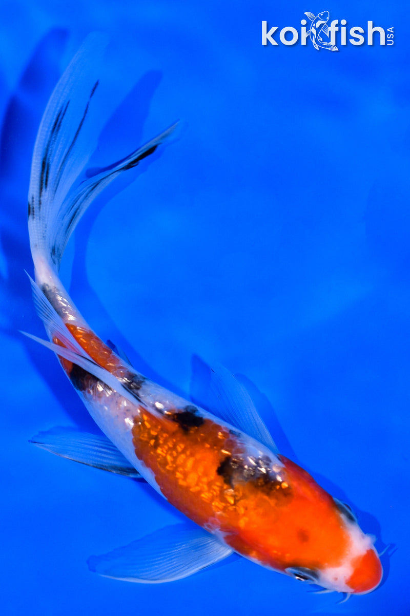 5.25" GINRIN SANKE BUTTERFLY