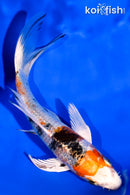 5.5" YAMATO NISHIKI BUTTERFLY