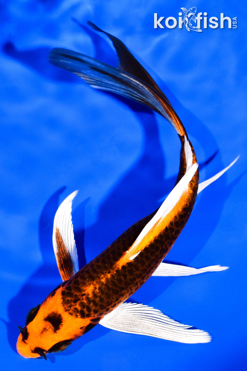 6" ORENJI MATSUBA BUTTERFLY