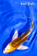 4.75" BENI GINGA BUTTERFLY