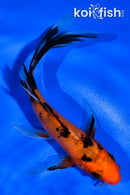 5.5" AKA SANKE BUTTERFLY