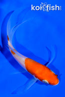 3.75" KOHAKU BUTTERFLY
