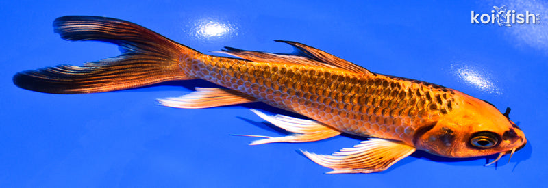 6.75" ORENJI MATSUBA BUTTERFLY
