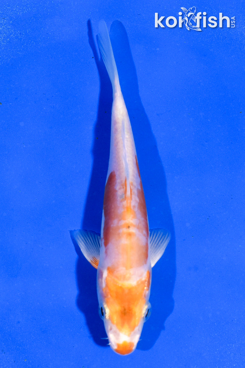 4.5" KIKUSUI