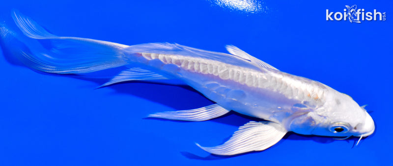 5.5" DOITSU PLATINUM OGON BUTTERFLY