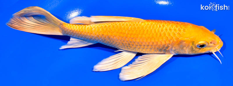 8.5" YAMABUKI OGON BUTTERFLY