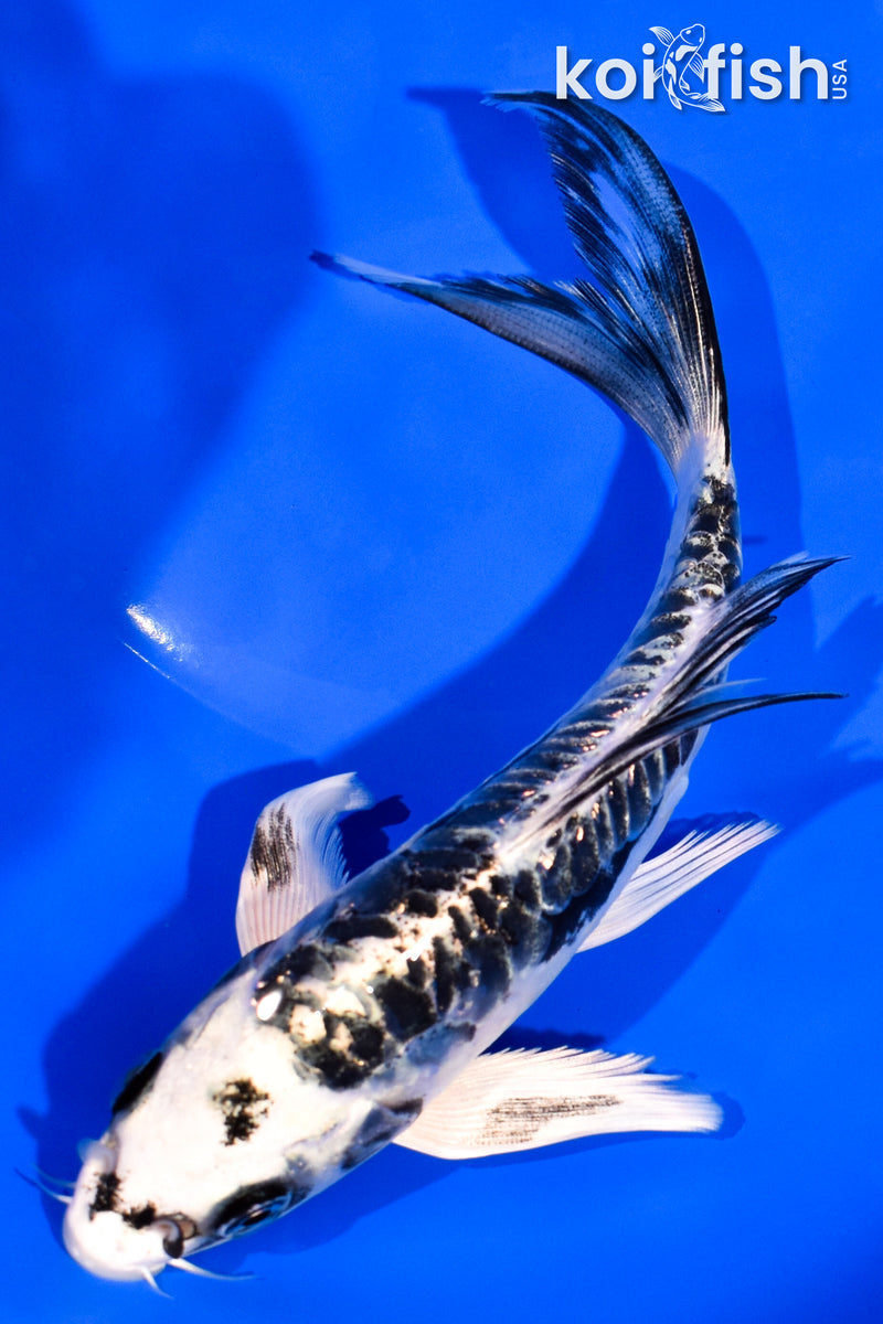 6" ARAGOKE KIKOKURYU BUTTERFLY