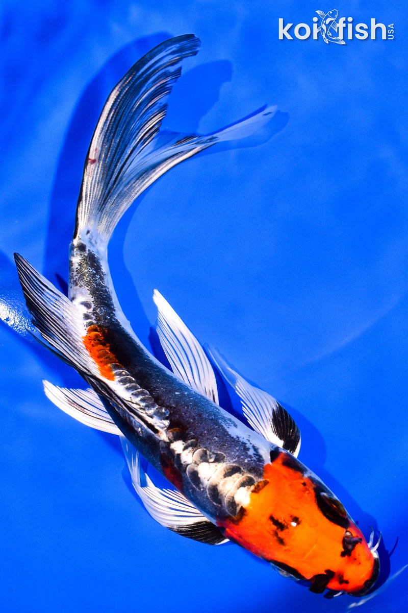 7" BENI KIKOKURYU BUTTERFLY