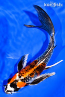 7" BENI GINGA BUTTERFLY