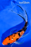 6.5" GINRIN AKA SANKE BUTTERFLY