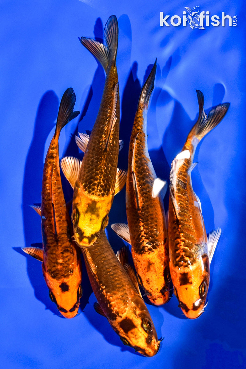 PACK OF (5) 4-5" STANDARD KOI