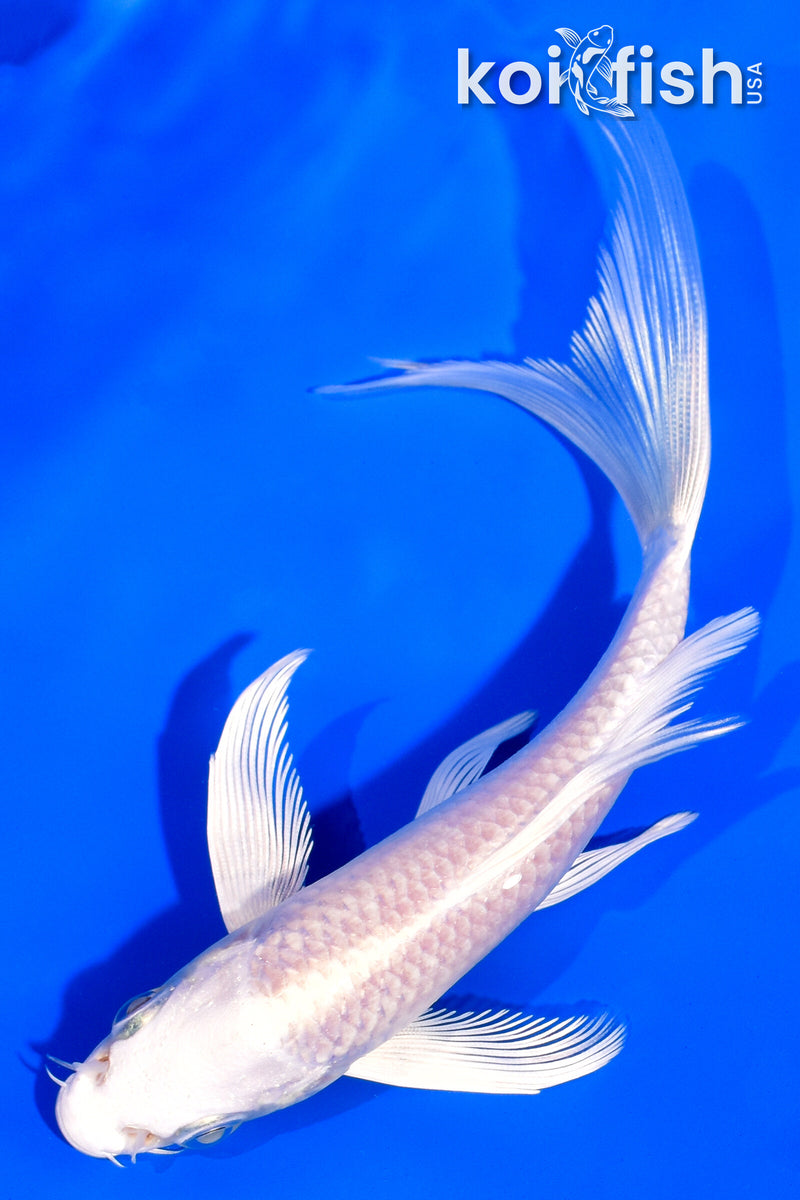 5" PLATINUM OGON BUTTERFLY