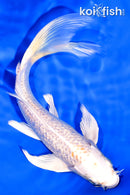 7.25" GINRIN HARIWAKE BUTTERFLY