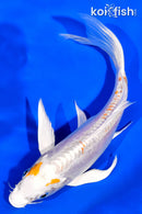 7" DOITSU HARIWAKE BUTTERFLY