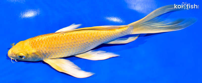 7.75" YAMABUKI OGON BUTTERFLY