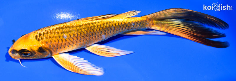 7" KI MATSUBA BUTTERFLY