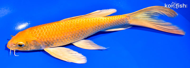 8.5" YAMABUKI OGON BUTTERFLY