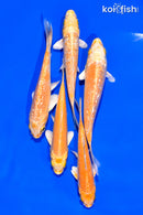 PACK OF (5) 3-4" STANDARD KOI