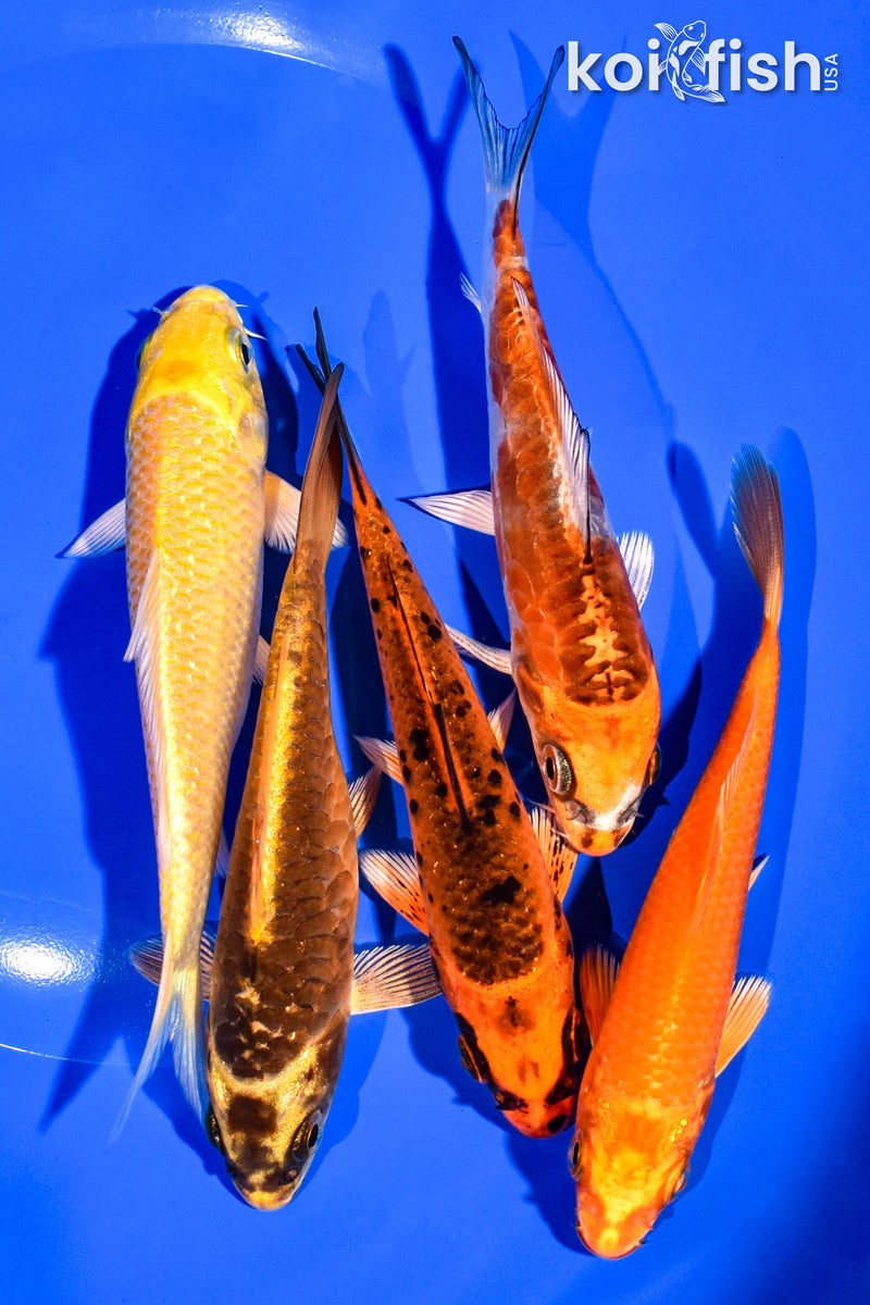 PACK OF (5) 4-5" STANDARD KOI