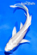 5" PLATINUM OGON BUTTERFLY
