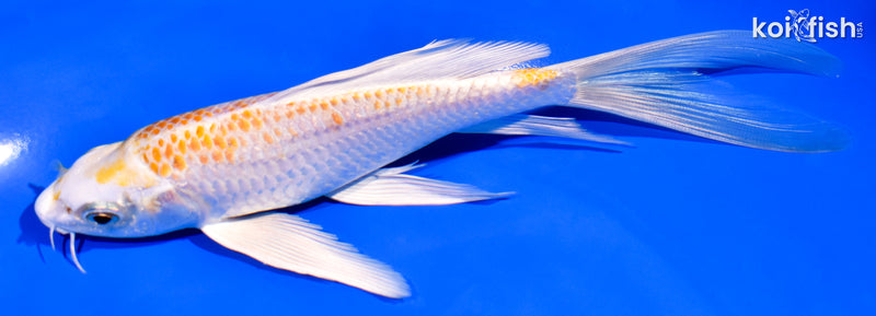 6.75" LEMON HARIWAKE BUTTERFLY