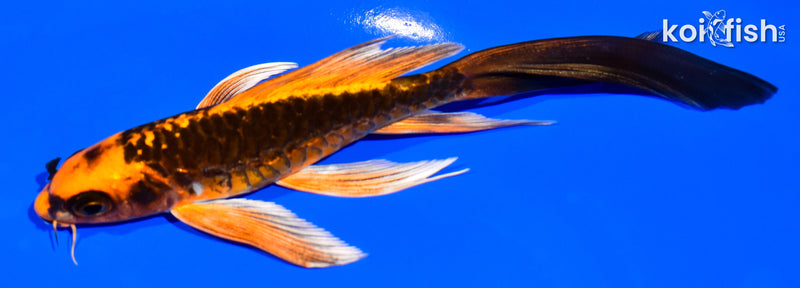 5.75" ARAGOKE ORENJI MATSUBA BUTTERFLY