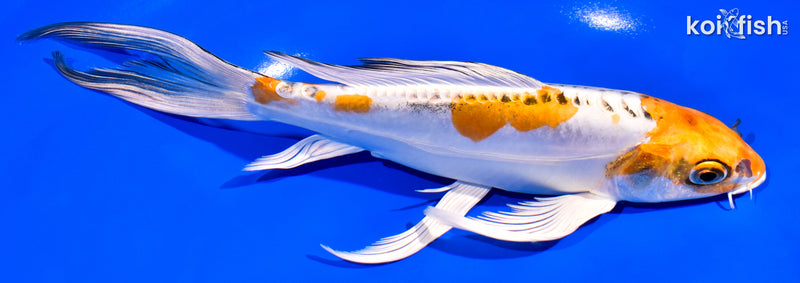 8.25" DOITSU KUJAKU BUTTERFLY