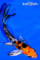 4.25" HEISEI NISHIKI BUTTERFLY