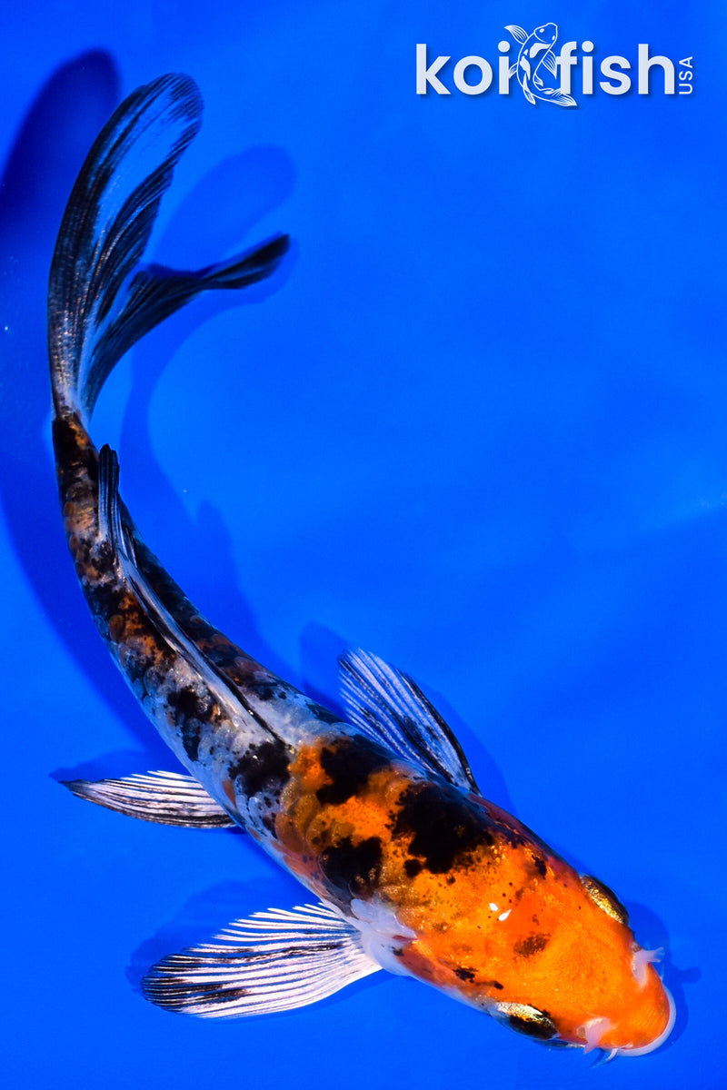 4.25" HEISEI NISHIKI BUTTERFLY