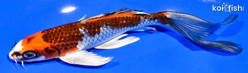 8" GINRIN KUJAKU BUTTERFLY