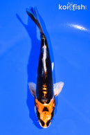 5.25" BENI KIKOKURYU