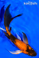 5.75" KIN HI UTSURI BUTTERFLY