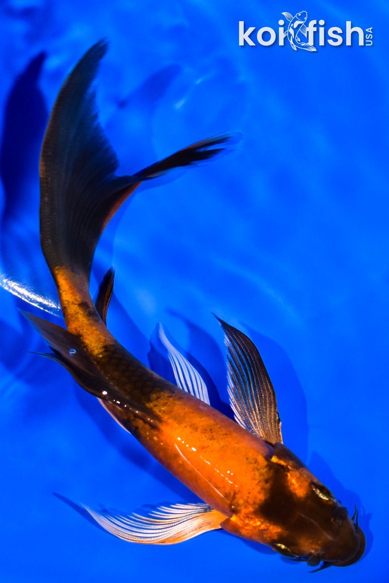 5.75" KIN HI UTSURI BUTTERFLY