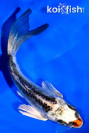 4.75" BENI KIKOKURYU BUTTERFLY