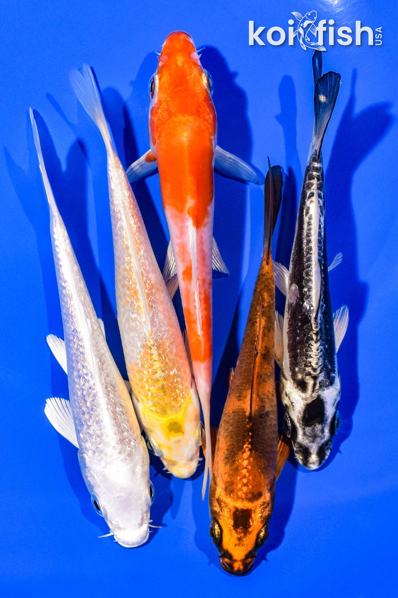 PACK OF (5) 4-5" STANDARD KOI