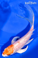 6.25" GINRIN HARIWAKE BUTTERFLY