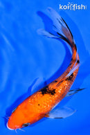 6.5" GINRIN AKA SANKE BUTTERFLY