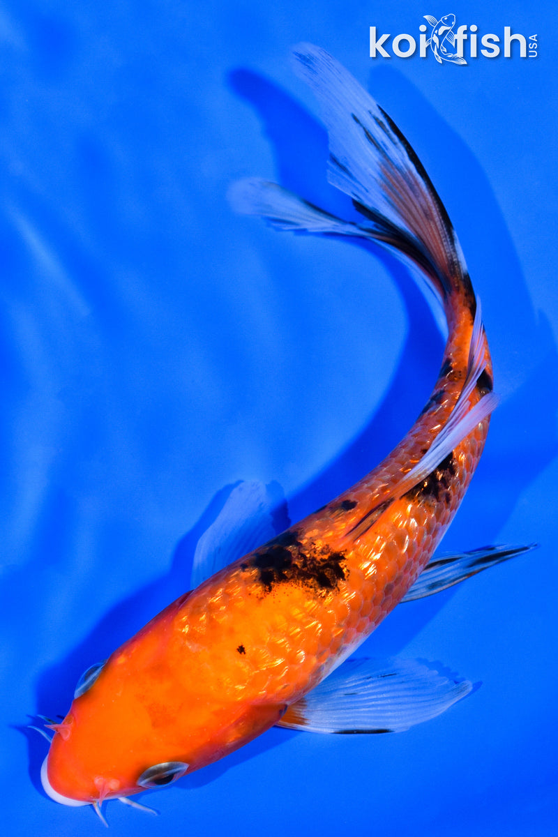 6.5" GINRIN AKA SANKE BUTTERFLY