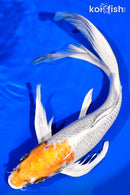 13.5" KUJAKU BUTTERFLY