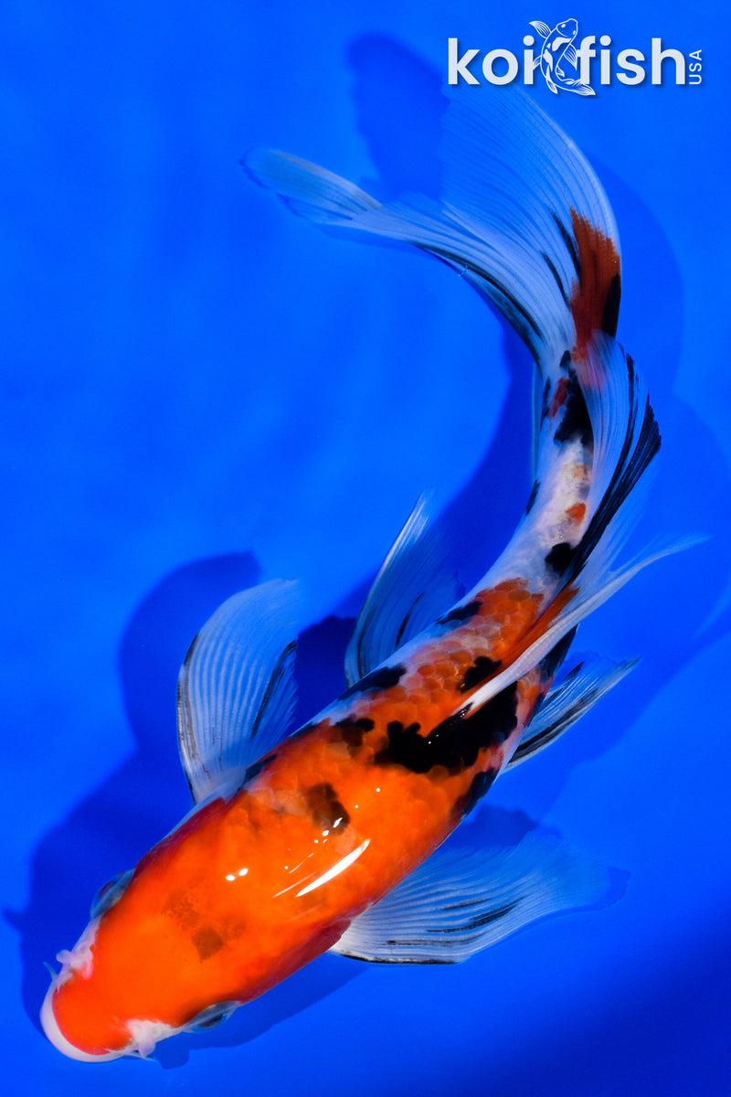 7" SANKE BUTTERFLY