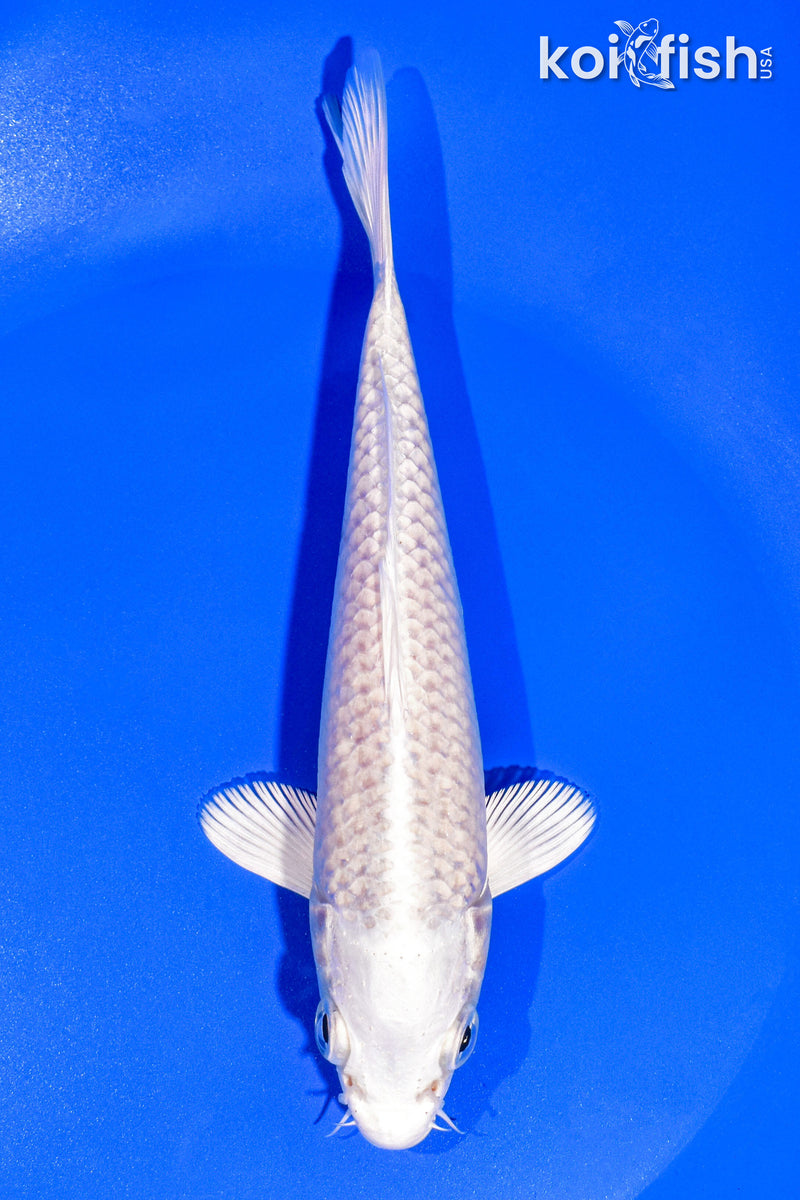 6.75" PLATINUM OGON