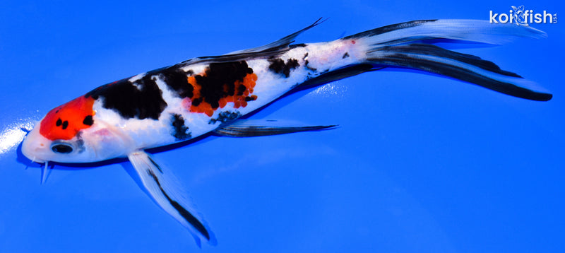 7.25" SANKE BUTTERFLY