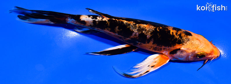 6.75" ORENJI BEKKO BUTTERFLY
