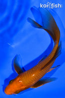 5.75" CHAGOI BUTTERFLY